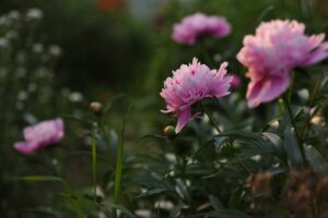 ý nghĩa hoa mẫu đơn trong phong thủy